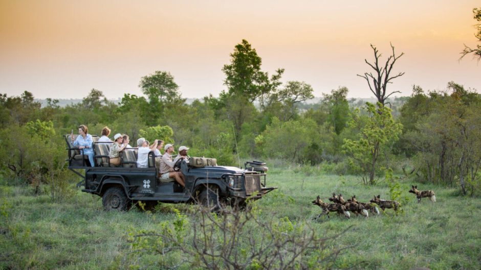 Momentos africanos compartilhados no safári