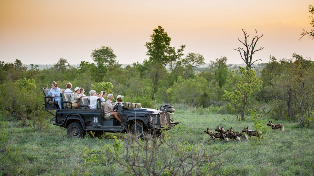 A 4x4 game drive vehicle filled with guests viewing endangered wild dogs