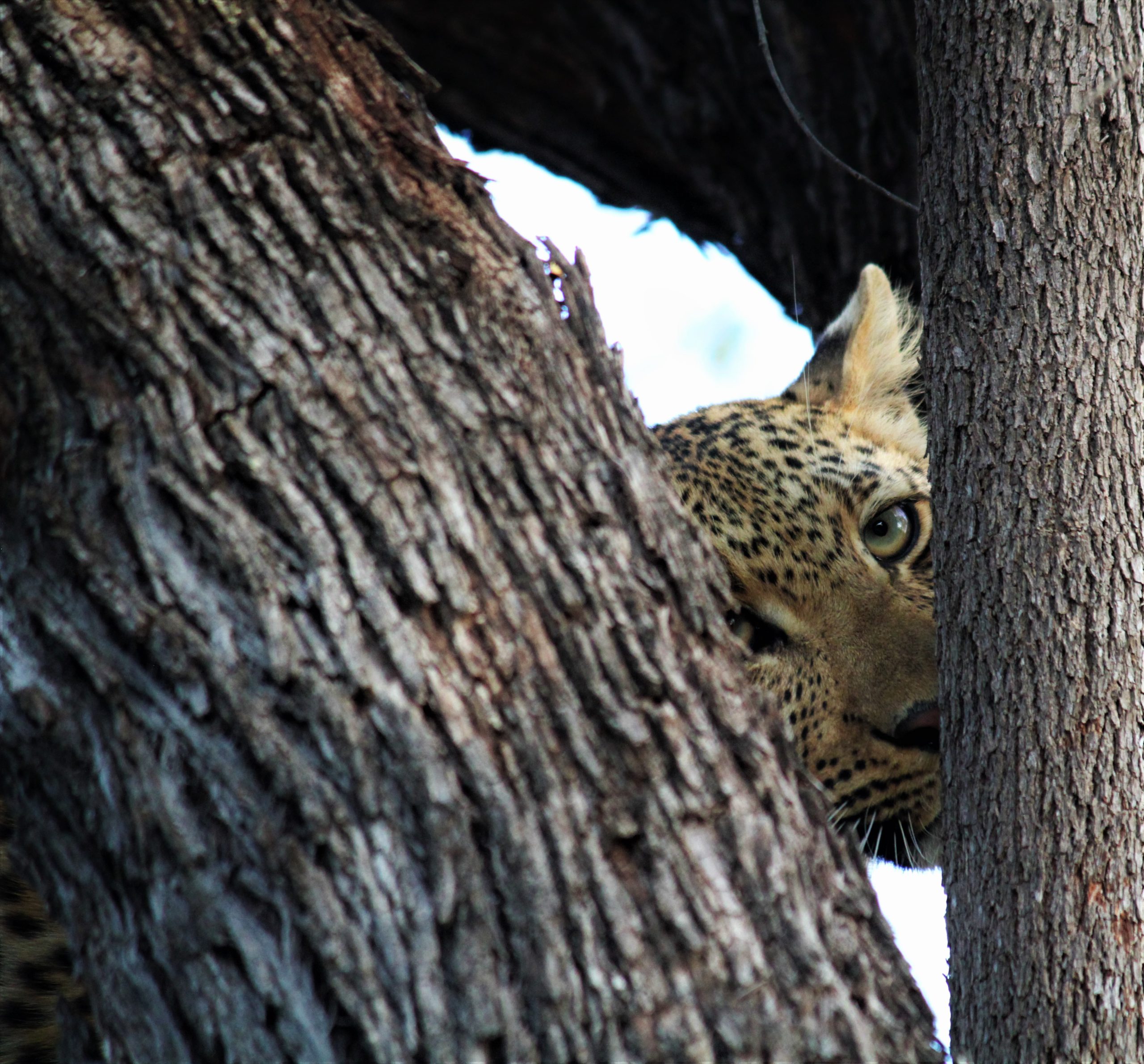 ndzutini-in-a-leadwood-tree