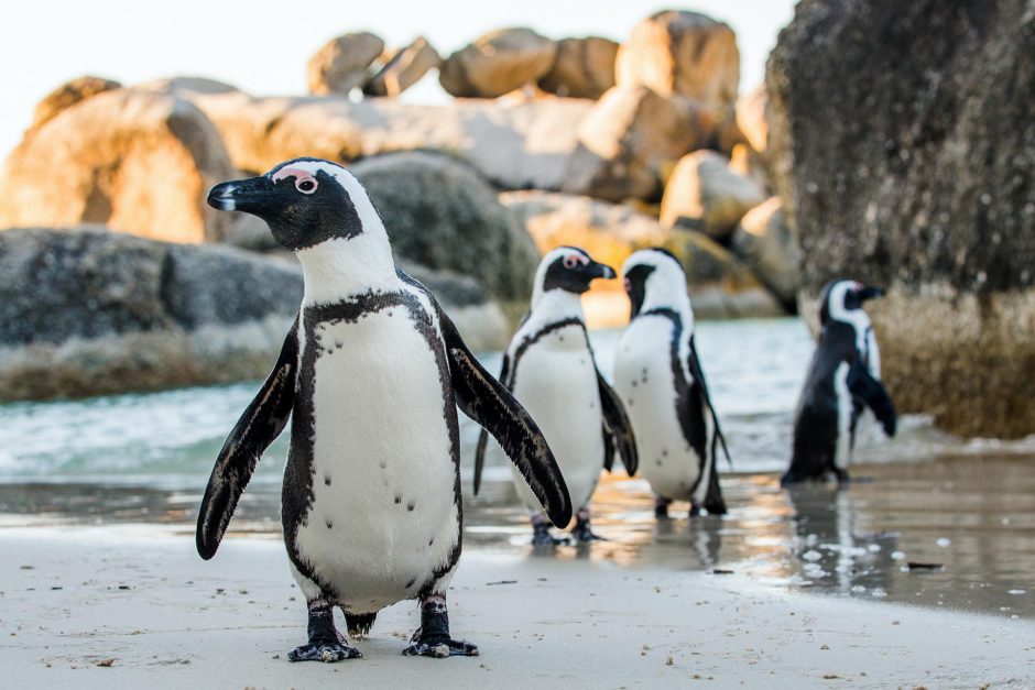 Visitar los pingüinos de Boulders Beach es una de nuestras experiencias únicas imprescindibles en África