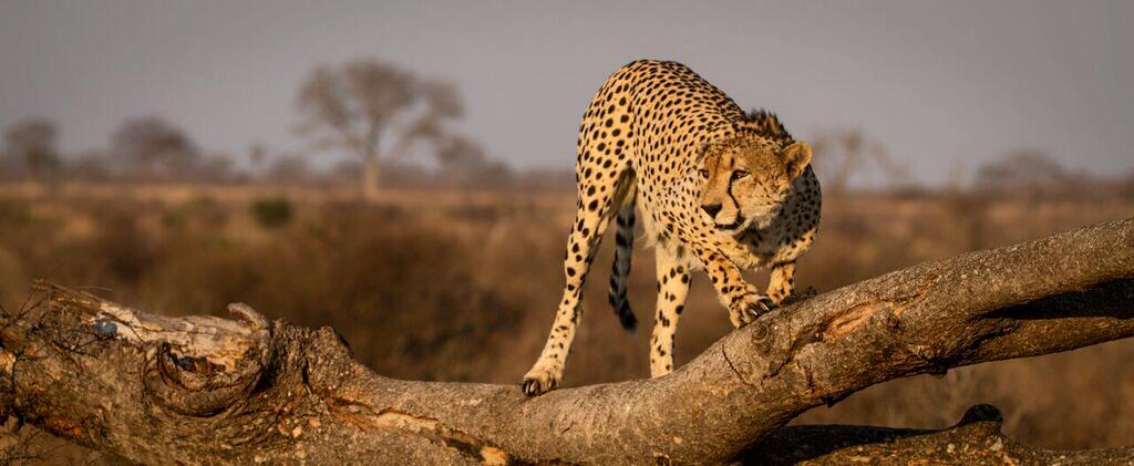 cheetah-vantage-point