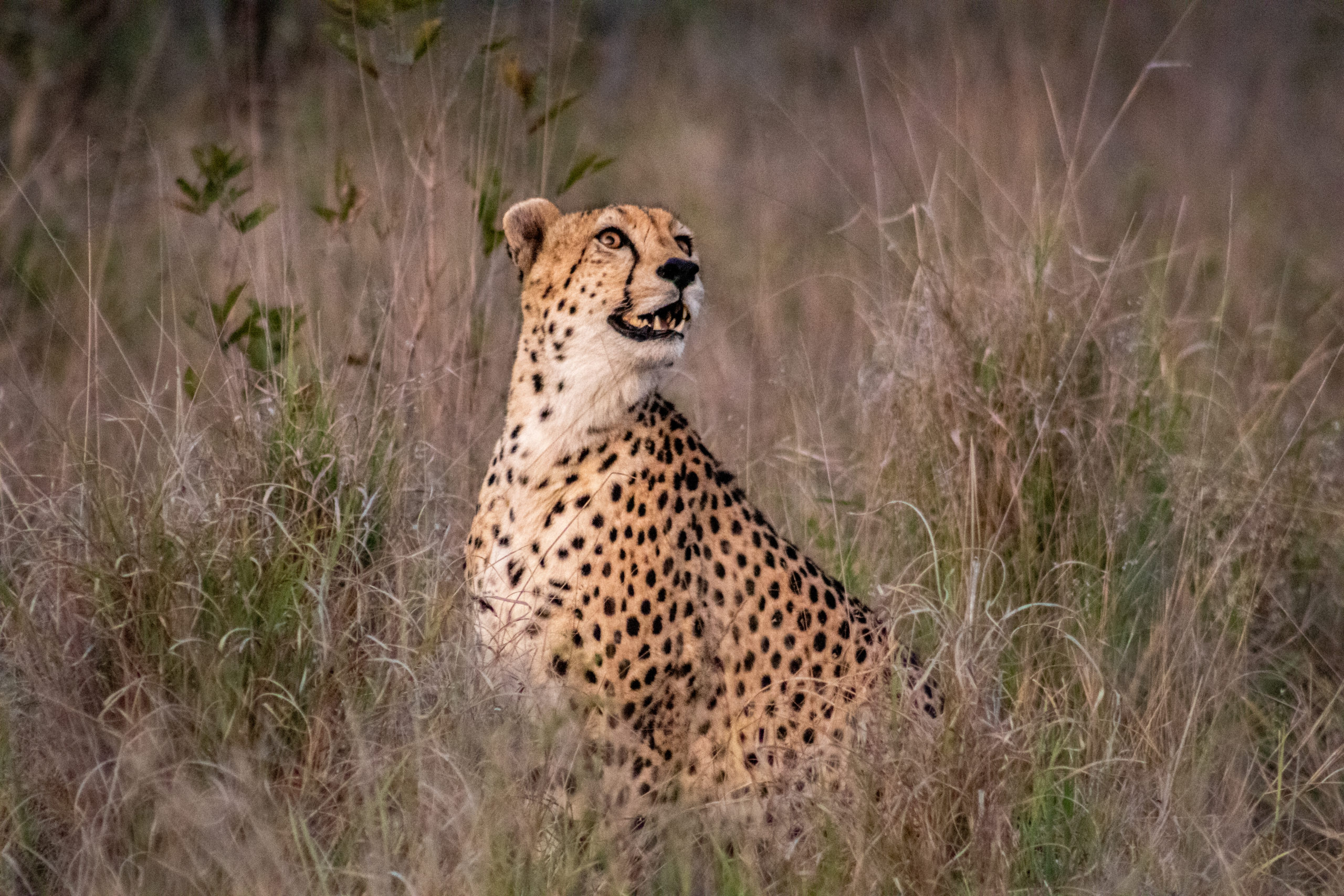 cheetah-safari-sighting-silvan-elias-msaya