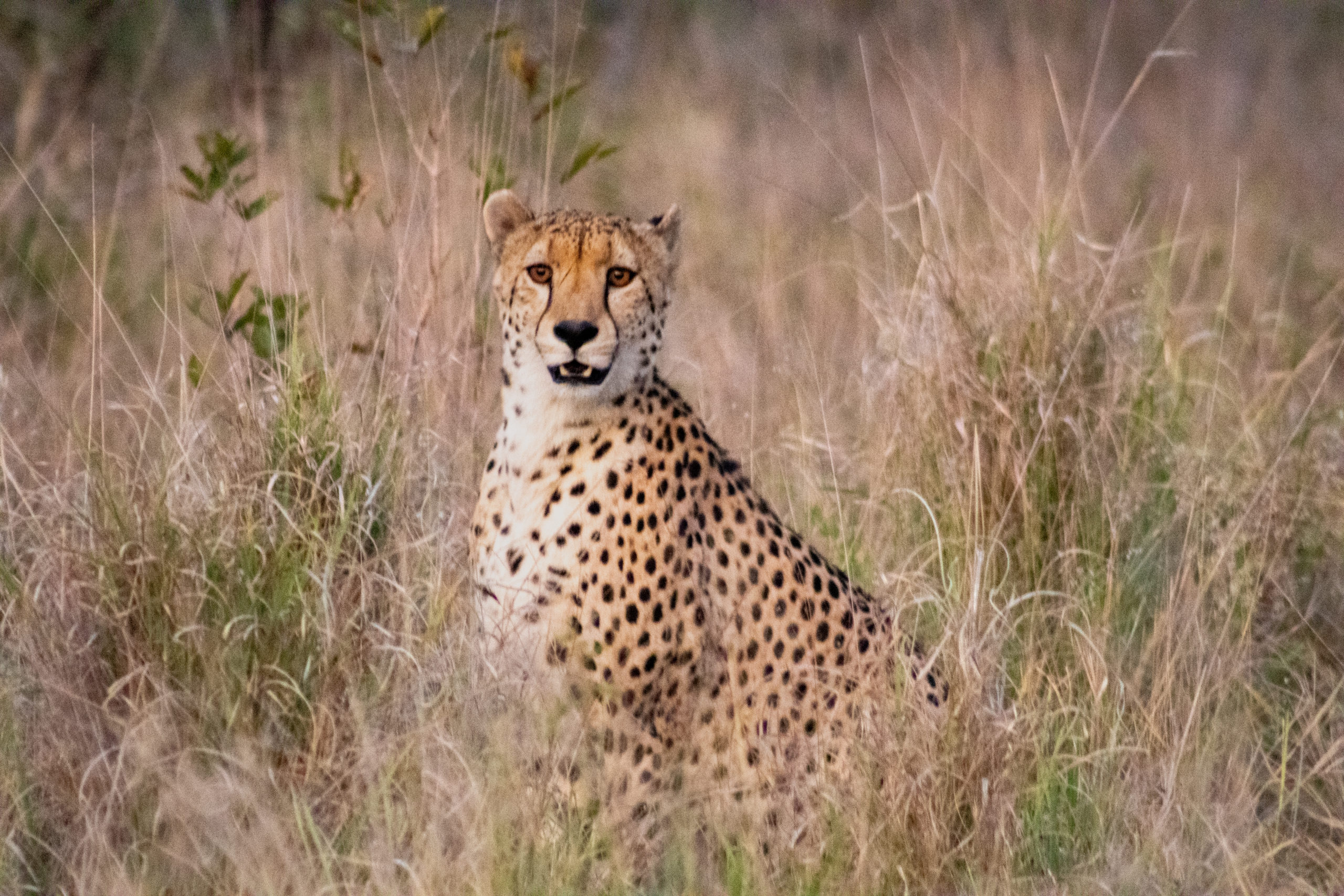 cheetah-safari-sighting-silvan-elias-msaya