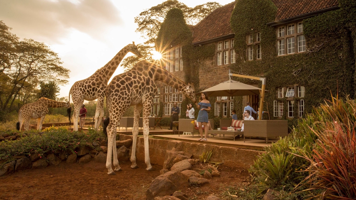 Three giraffes visiting guests outside of a grand manor