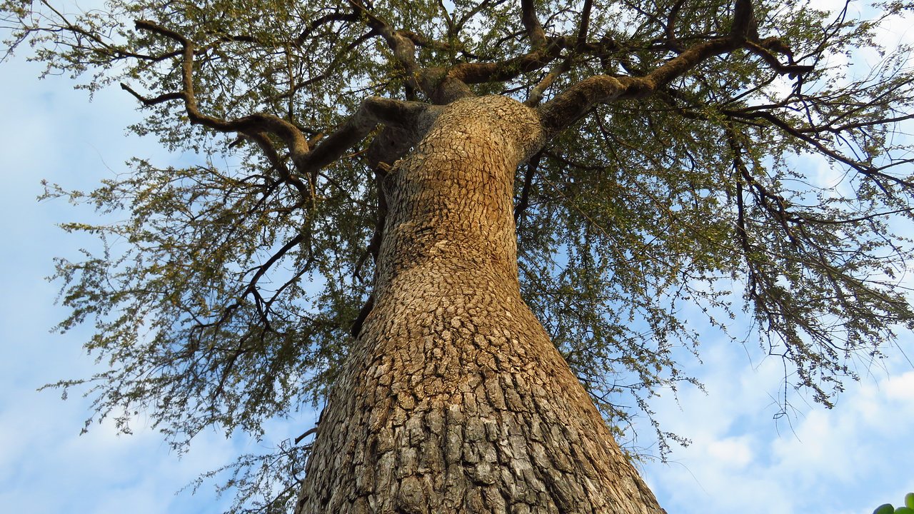 leadwood-view-up-trunk