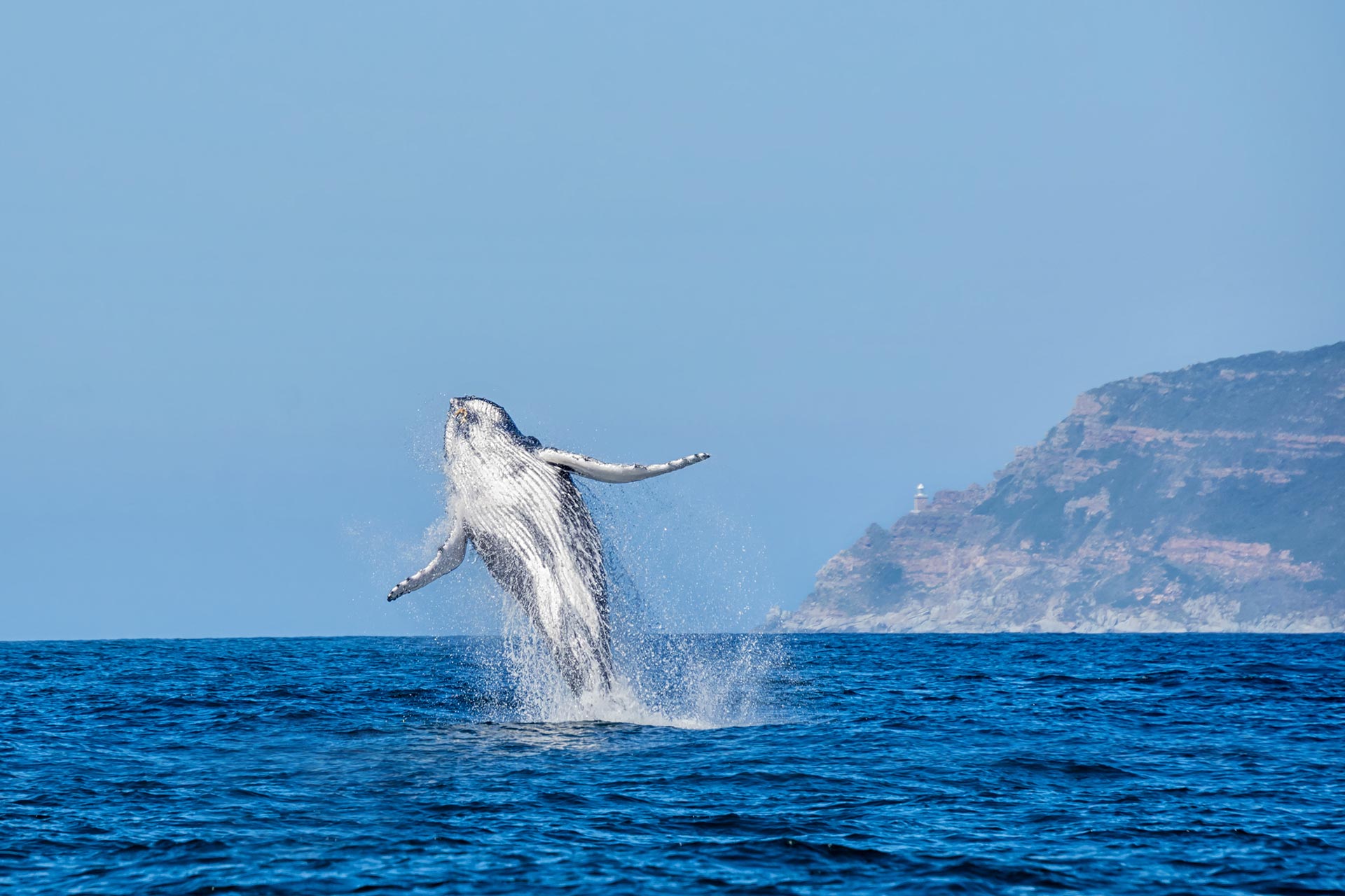 Humpback whale breaching