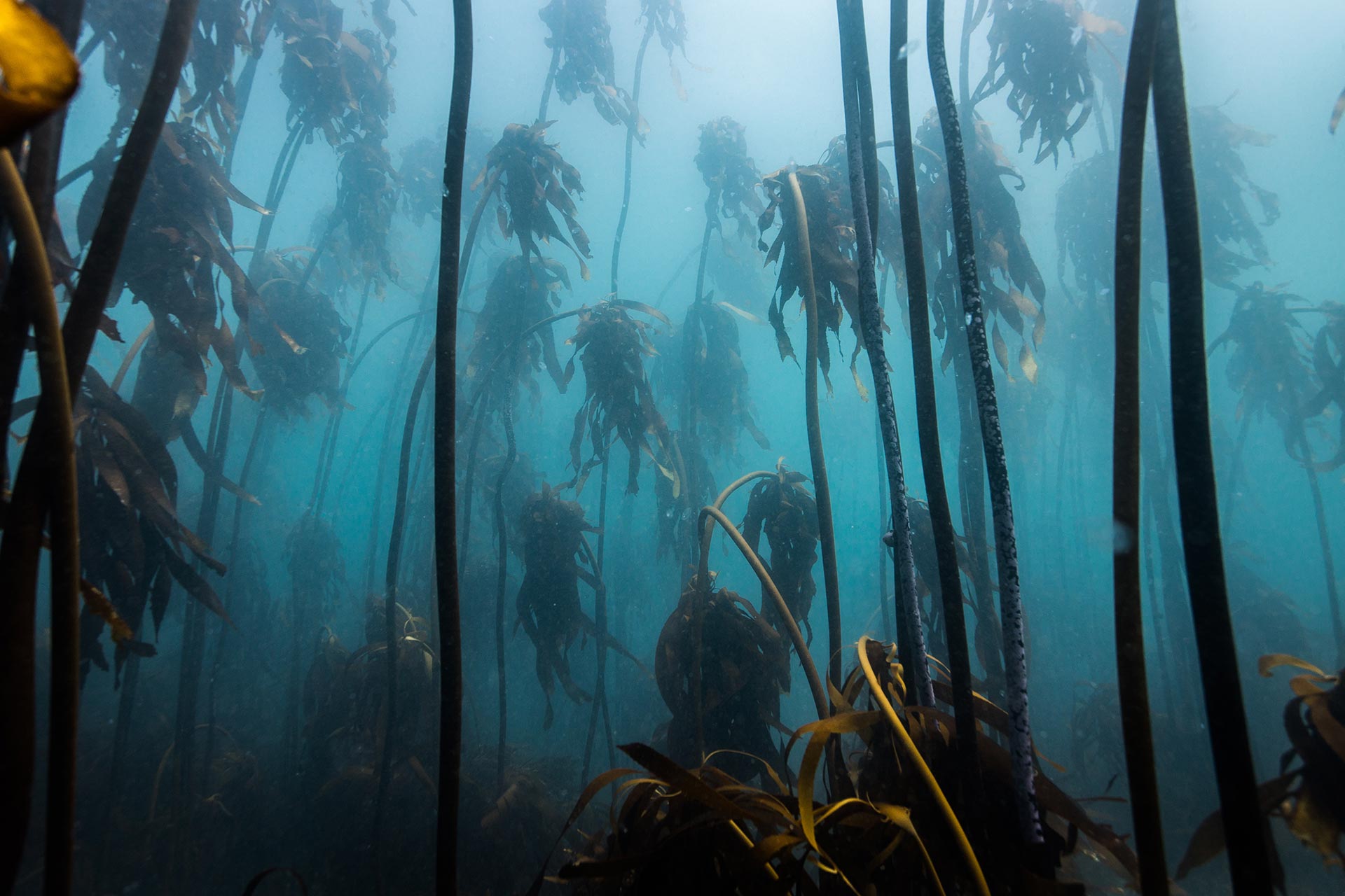 Las encantadoras selvas de algas de False Bay