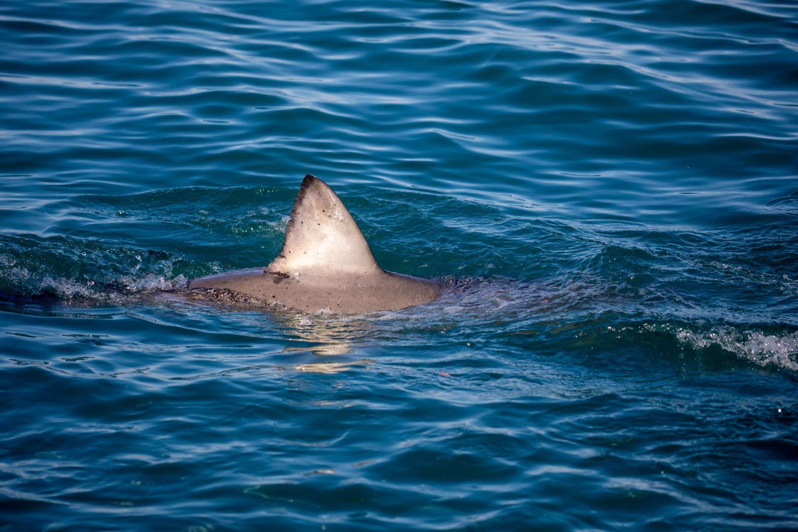 Shark fin in water in Gansbaai with Marine Dynamics