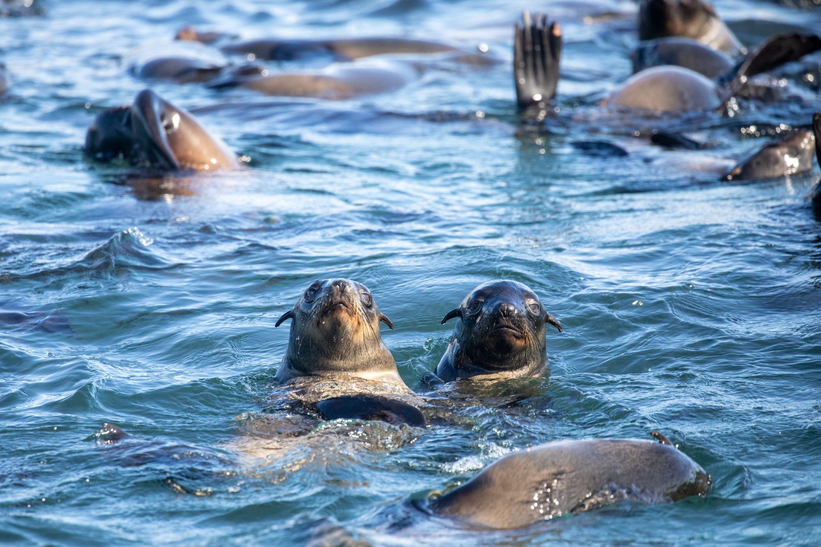 Cape fur seals on a Marine Dynamics boat cruise