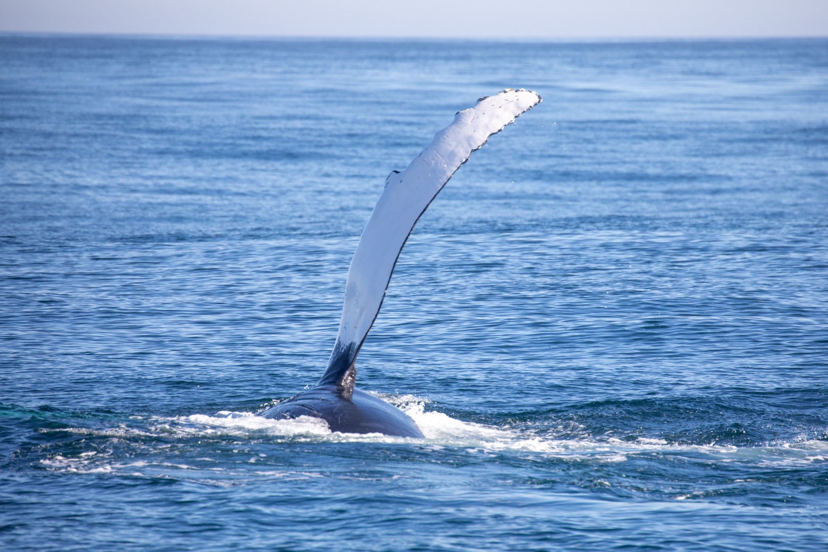 A whale showing its fin in Gansbaai with Marine Dynamics 