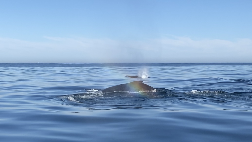 Pod of whales in Gansbaai with Marine Dynamics