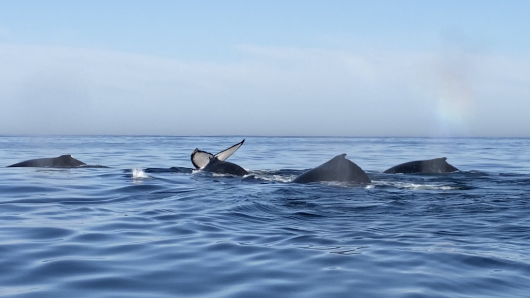 Pod of whales in ocean at Gansbaai