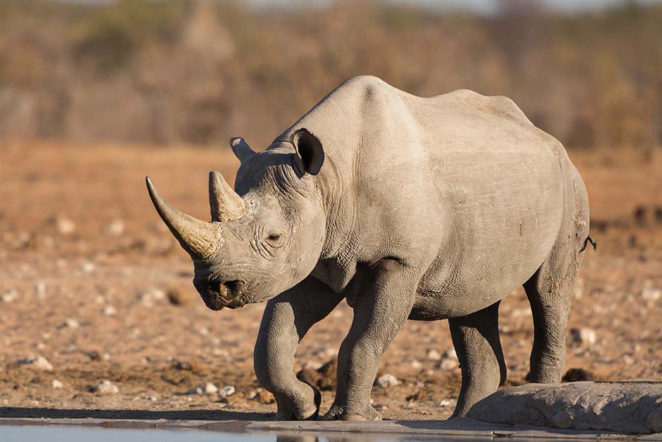 Spitzmaulnashorn in Namibia - World Rhino Day 2022