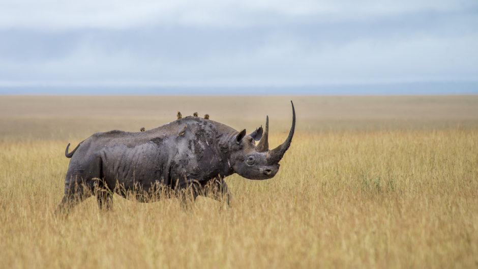 Nashorn in der Wildnis - Namibia ist eine einmalige Safari-Destination