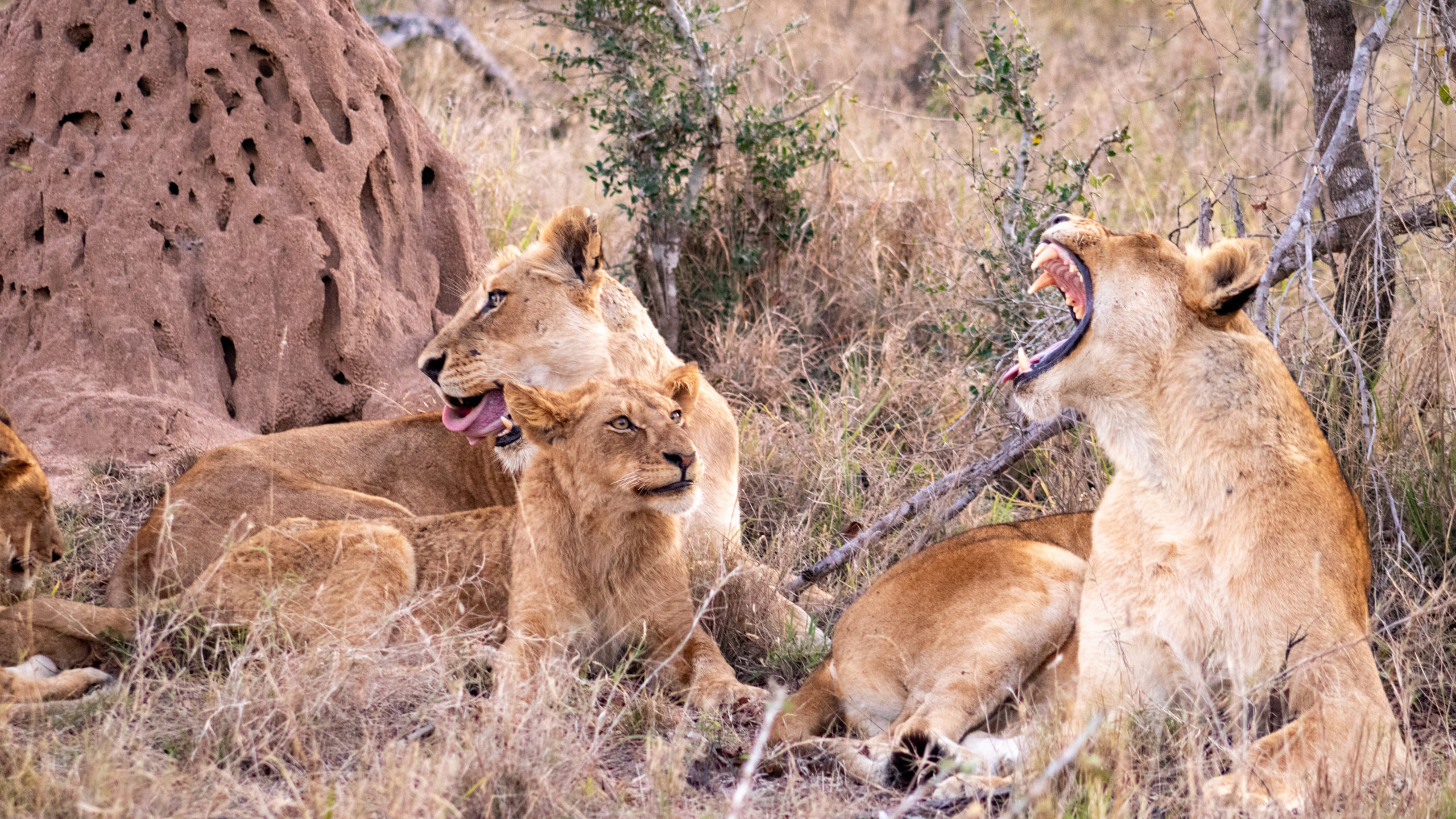 Nkuhuma lionesses and cubs resting on a termite mound at Silvan Safari