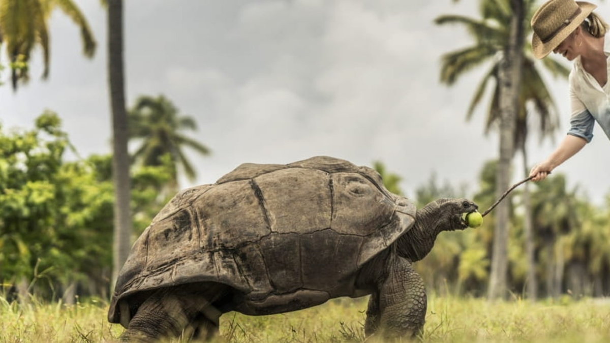 Woman feeding a giant tortoise