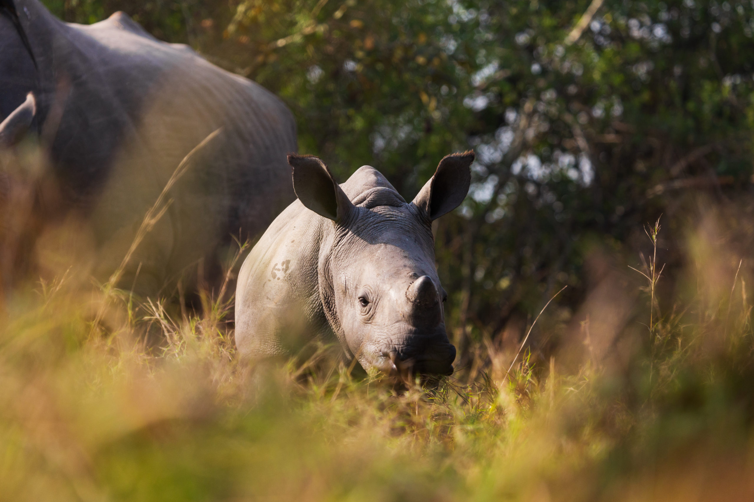 A cute rhino calf