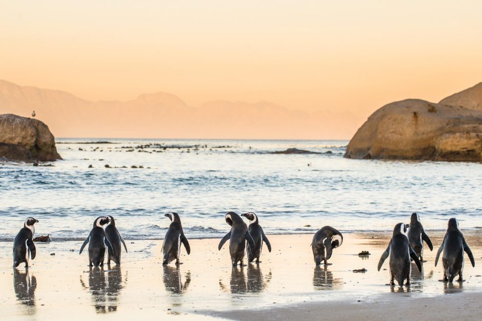 Boulders Beach is undoubtedly one of the most special beaches in the world