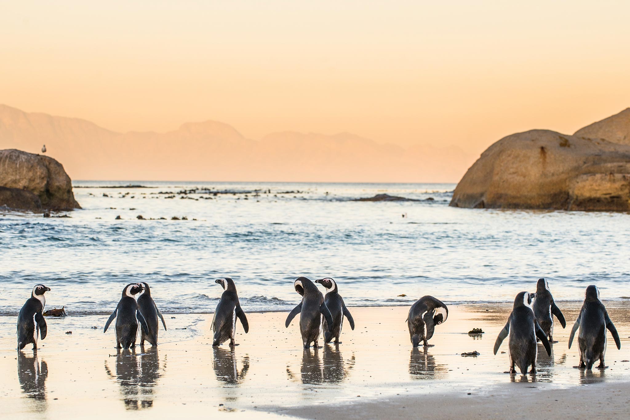 Pinguins africanos caminham ao longo da Praia Boulders