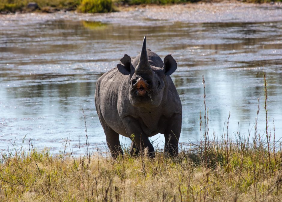 Ein Spitzmaulnashorn nahe eines Wasserlochs