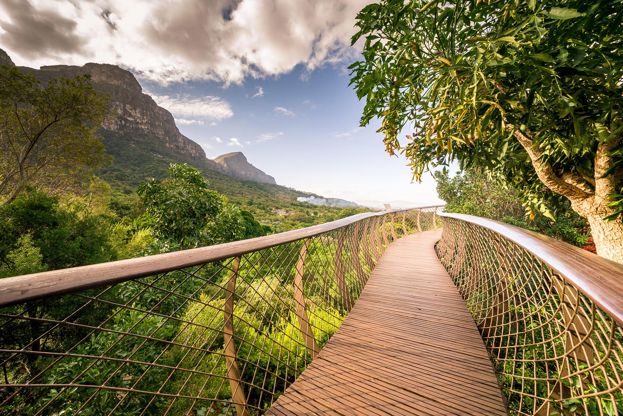 Passarela da copa das árvores Boomslang no Jardim Botânico Nacional de Kirstenbosch