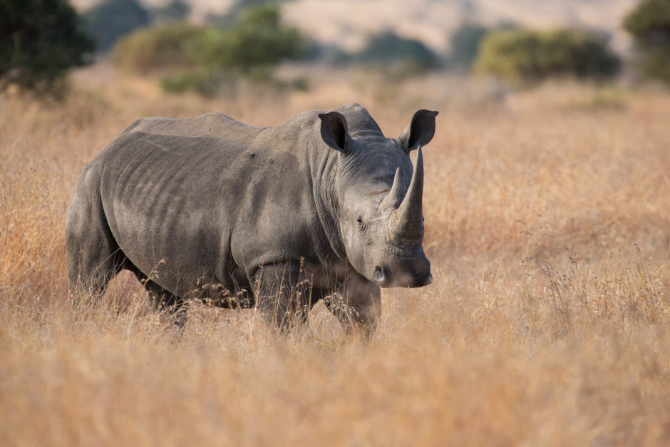 Lone rhino standing in the tall savanna grass