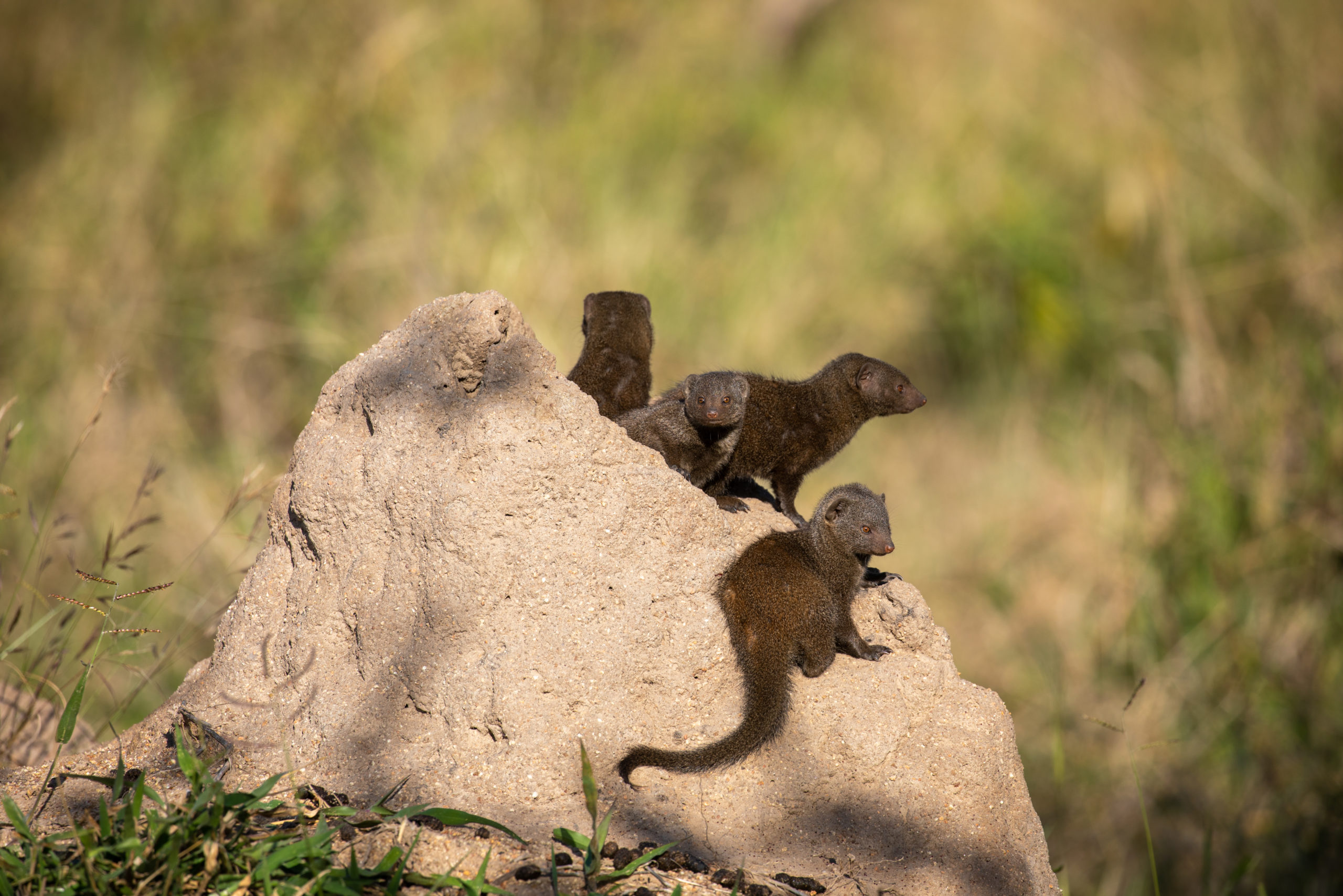 Mongeese on termite mound at Silvan