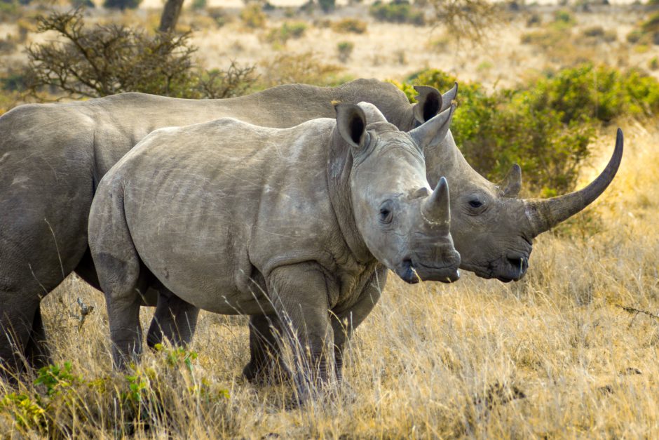 Two rhinos - Rhino Africa celebrates World Rhino Day 2022