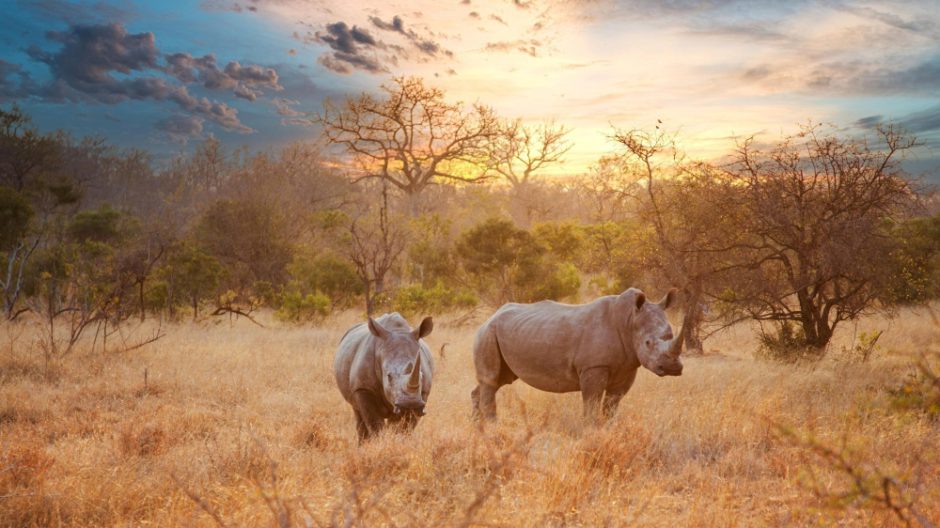 Découvrez les animaux d'Afrique du Sud en famille