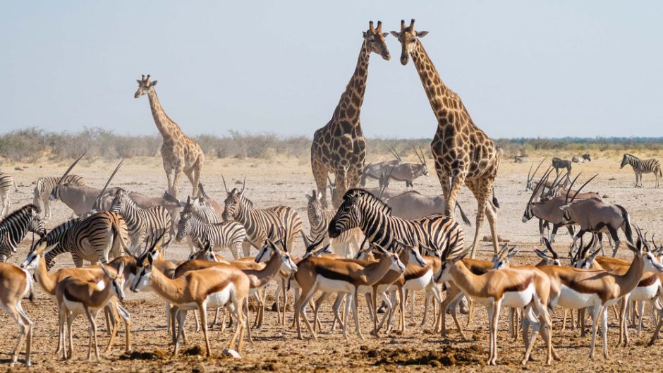 Un lieu en Namibie de rencontre pour toutes sortes d'espèces d’animaux