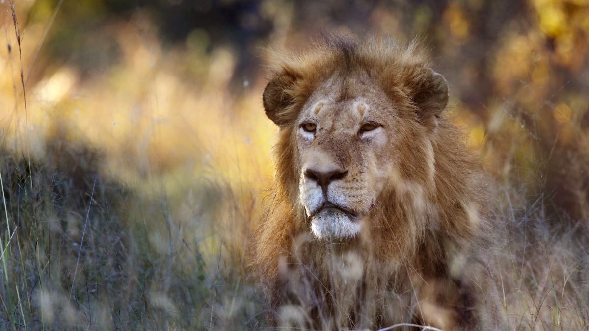 Lion looking alert while sitting in tall grass