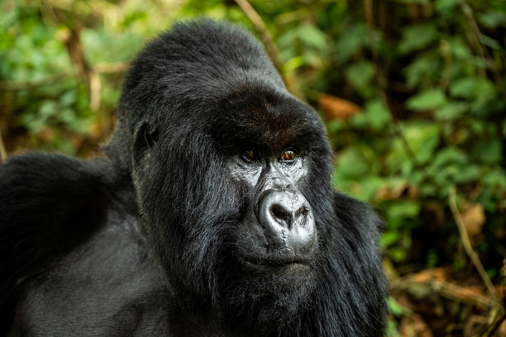 Meet majestic gorillas in Africa