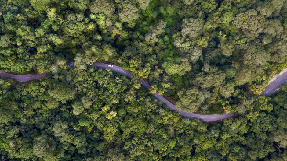 Grüner Wald an der Garden Route, ein beliebtes Ziel unter Selbstfahrern