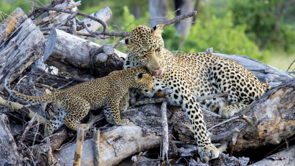 Les léopards de la réserve de Sabi Sand de Kruger