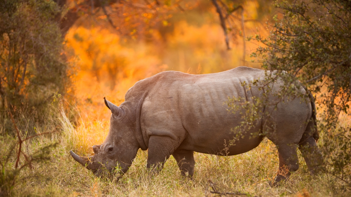 white rhino grazing on grass at sunset