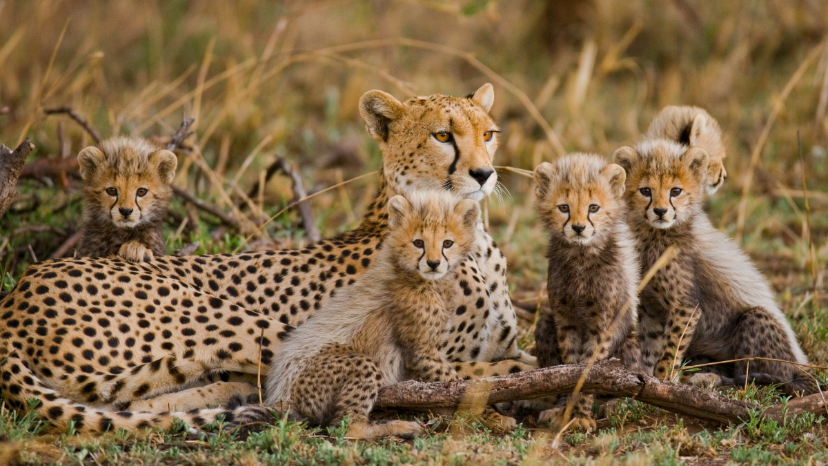 Cheetah mother with two cubs