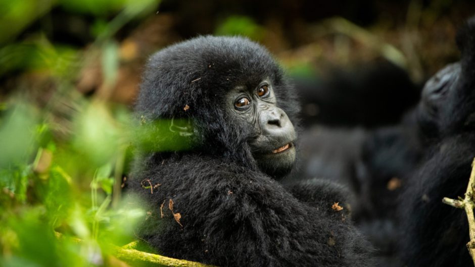 A young gorilla making eye contact with the camera