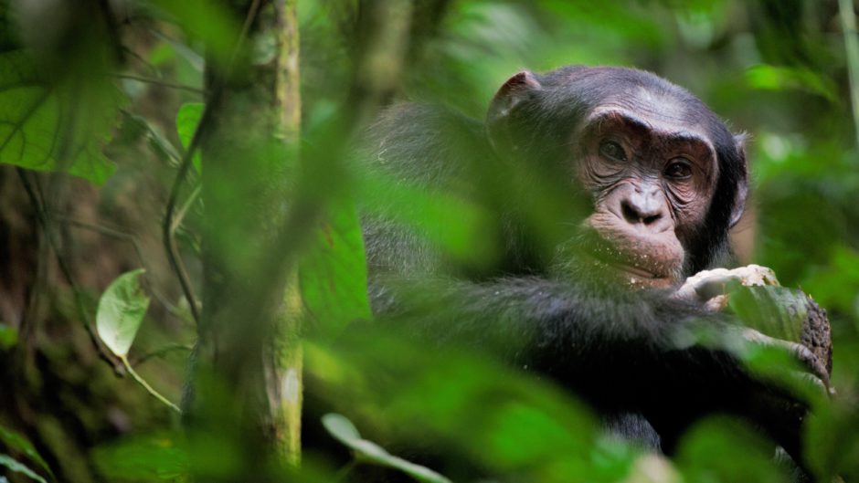 Schimpanse im Nyungwe Forest in Ruanda