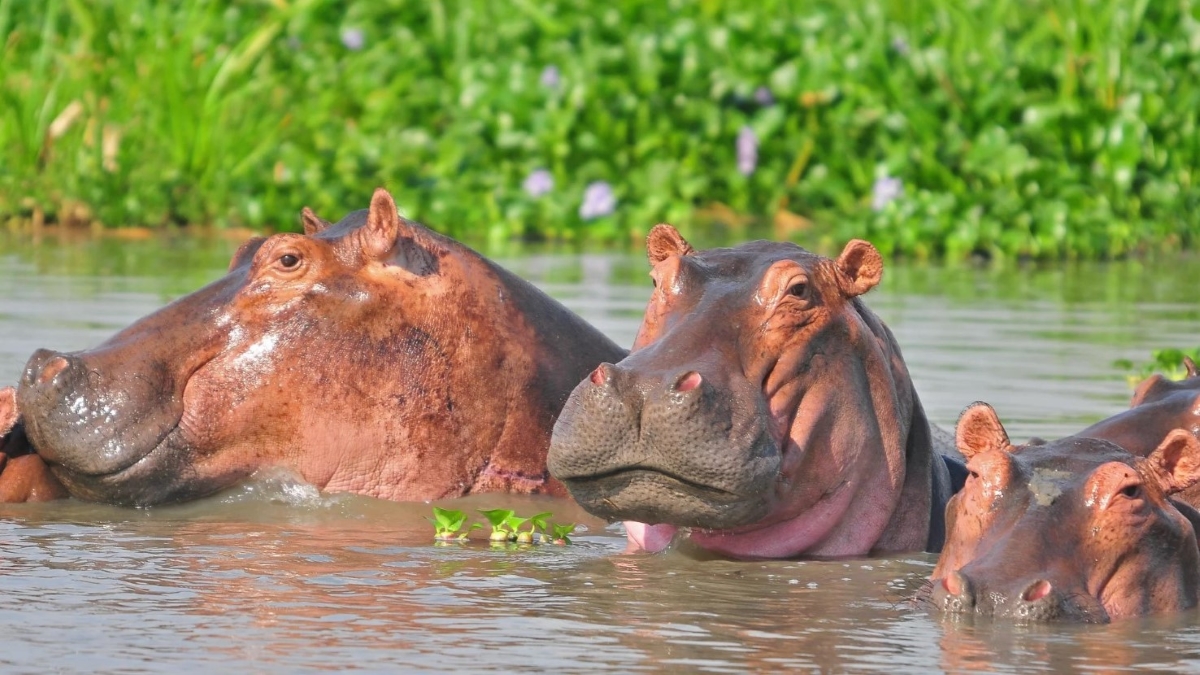 Hippos