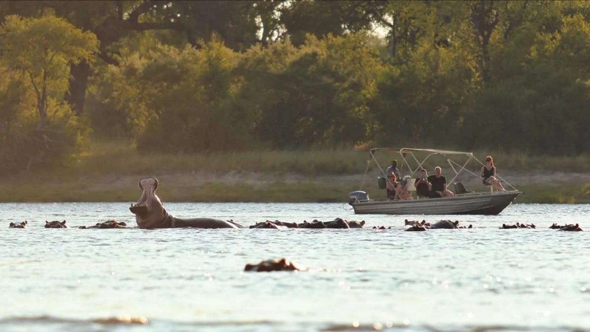 Hippos in the Zambezi River