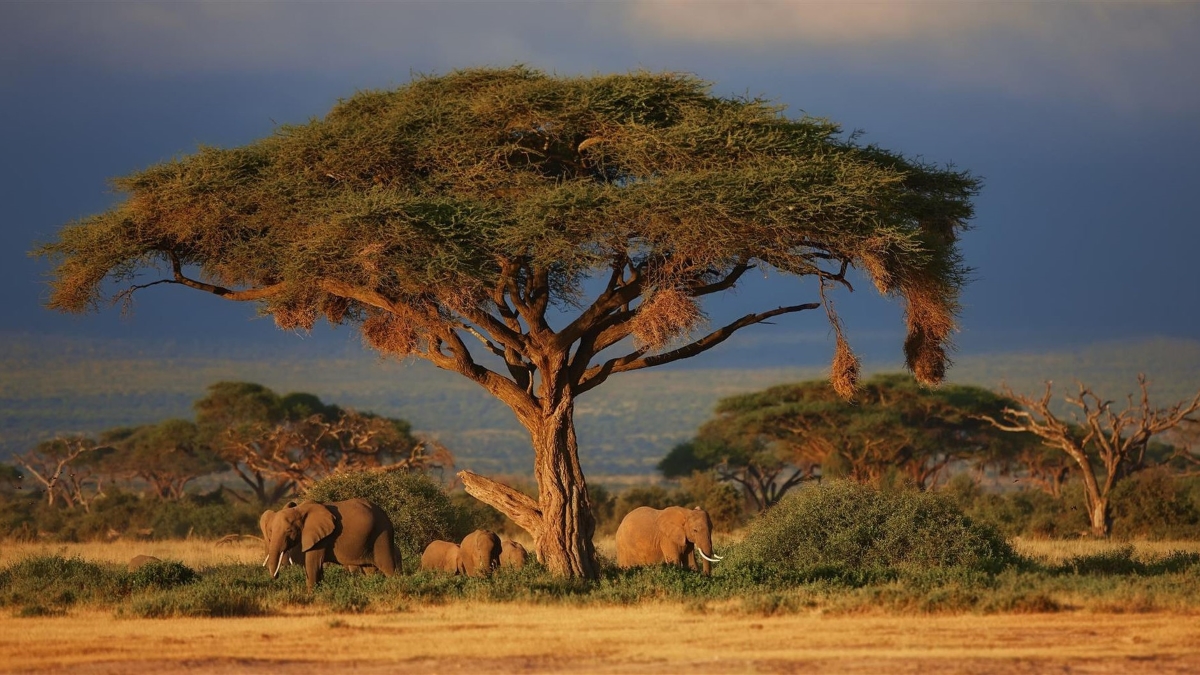 Elephants beneath an acacia tree