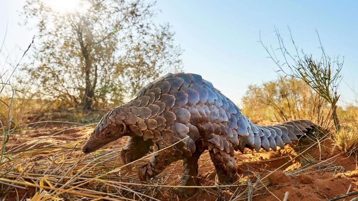 Pangolin in Tswalu