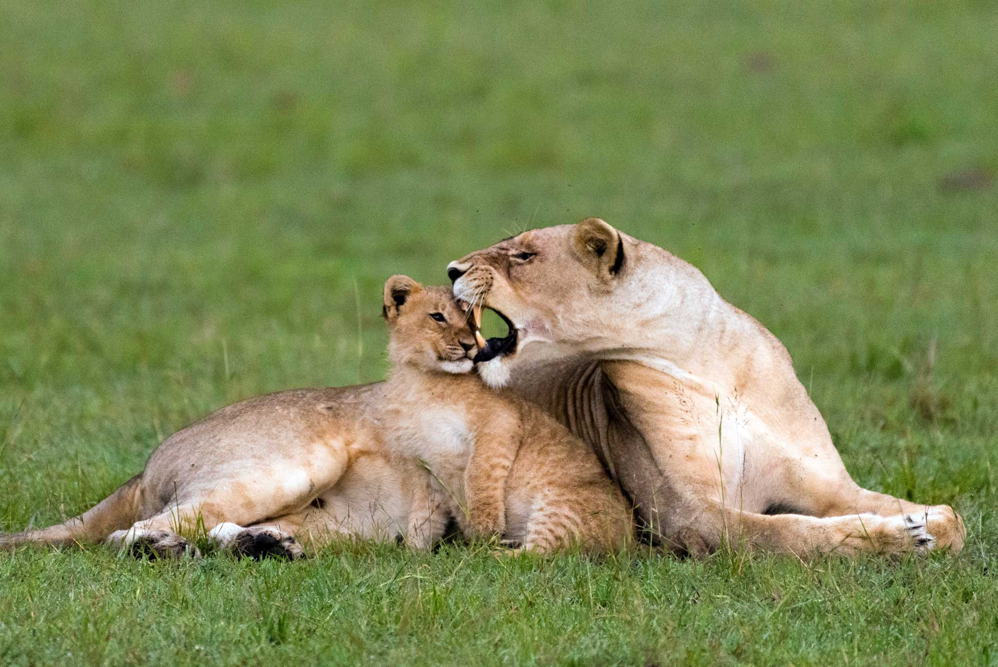 Lioness correcting her cub. Maasai Mara National Reserve