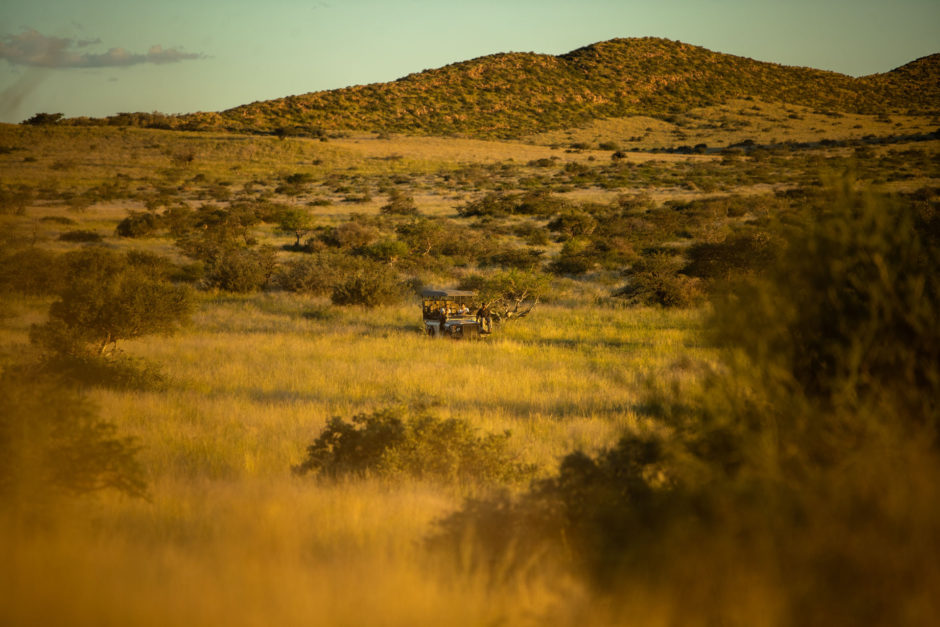 Safari im Tswalu Private Game Reserve auf einer Südafrika-Reise