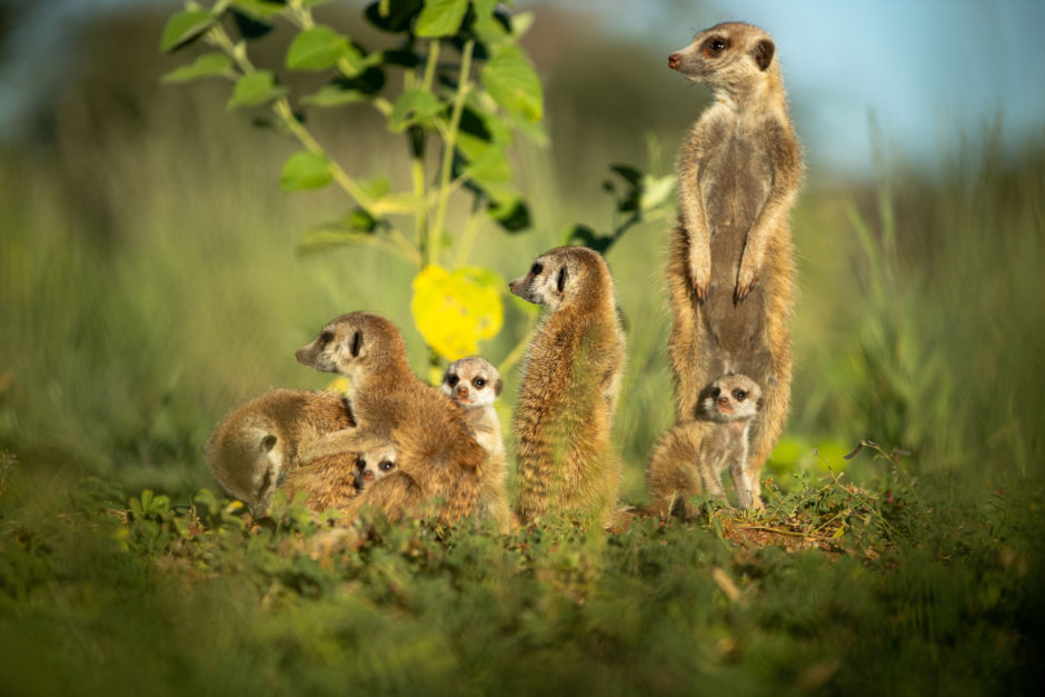 A family of meerkats in the Tswalu Private Game Reserve