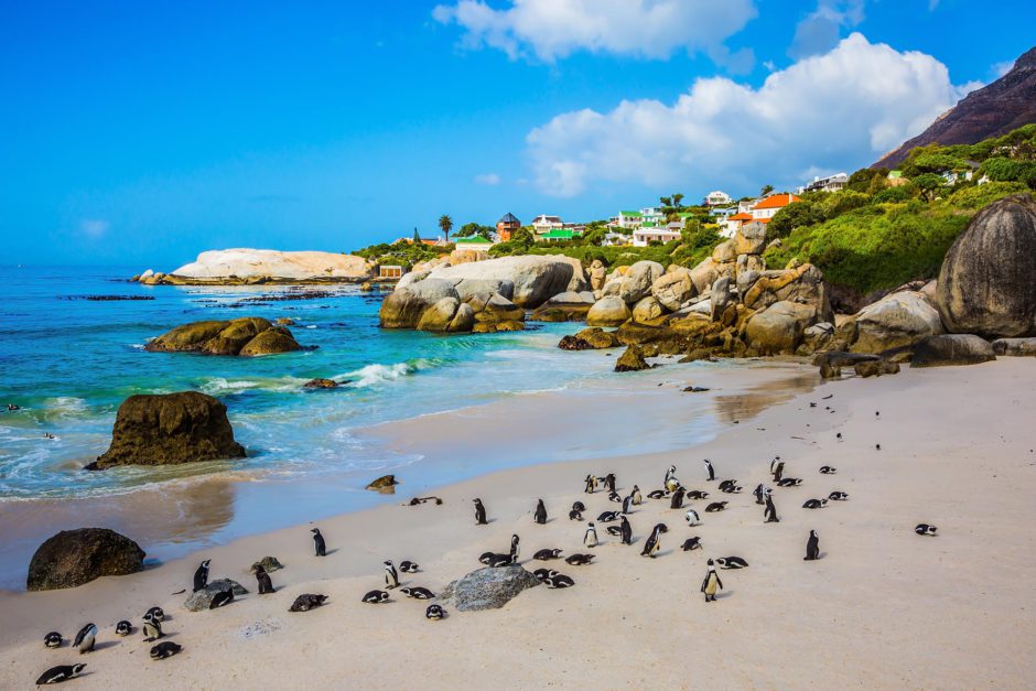 Boulders Beach es el hogar de una gran colonia de pingüinos africanos en peligro de extinción