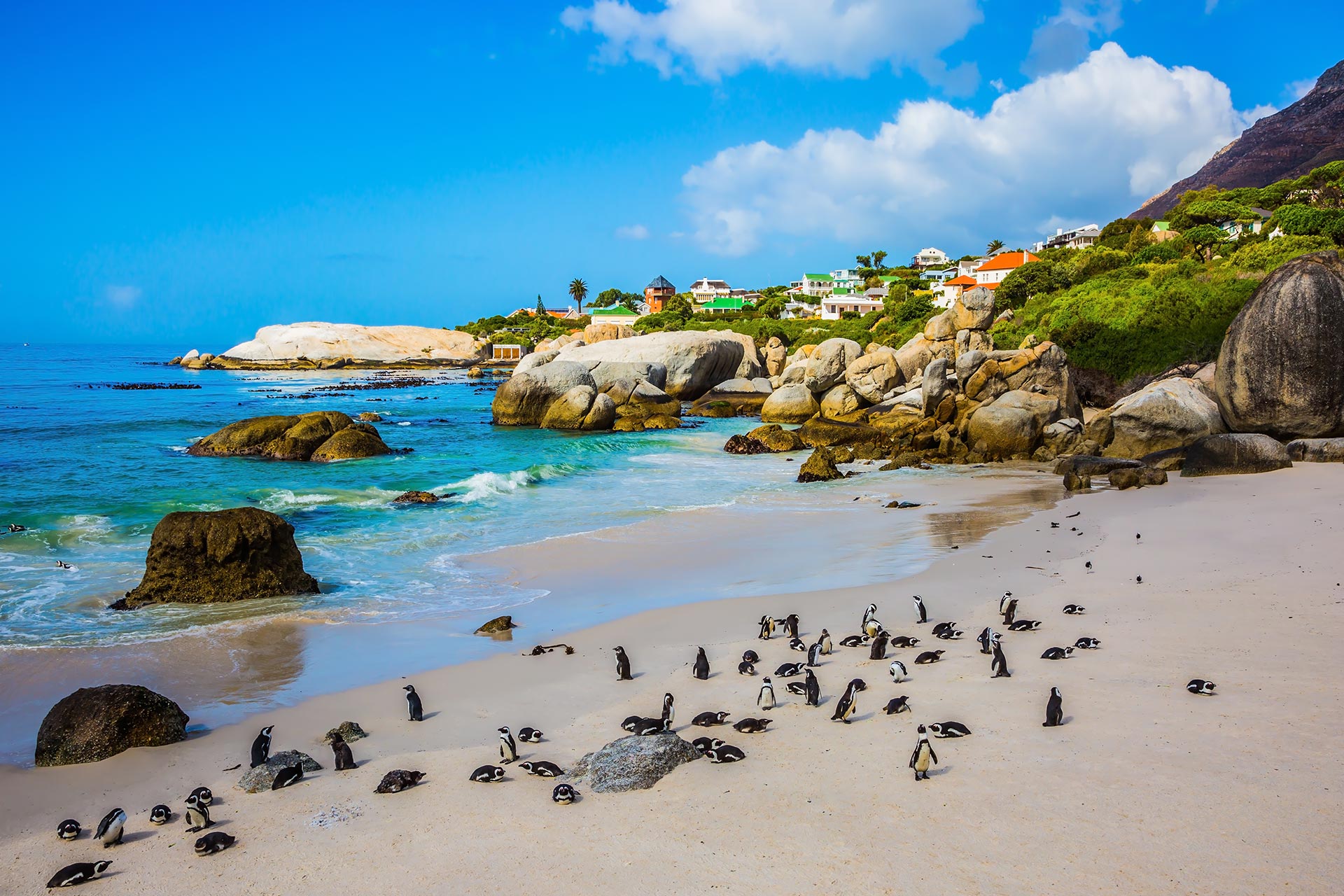 African penguins at Boulders Beach in Cape Town