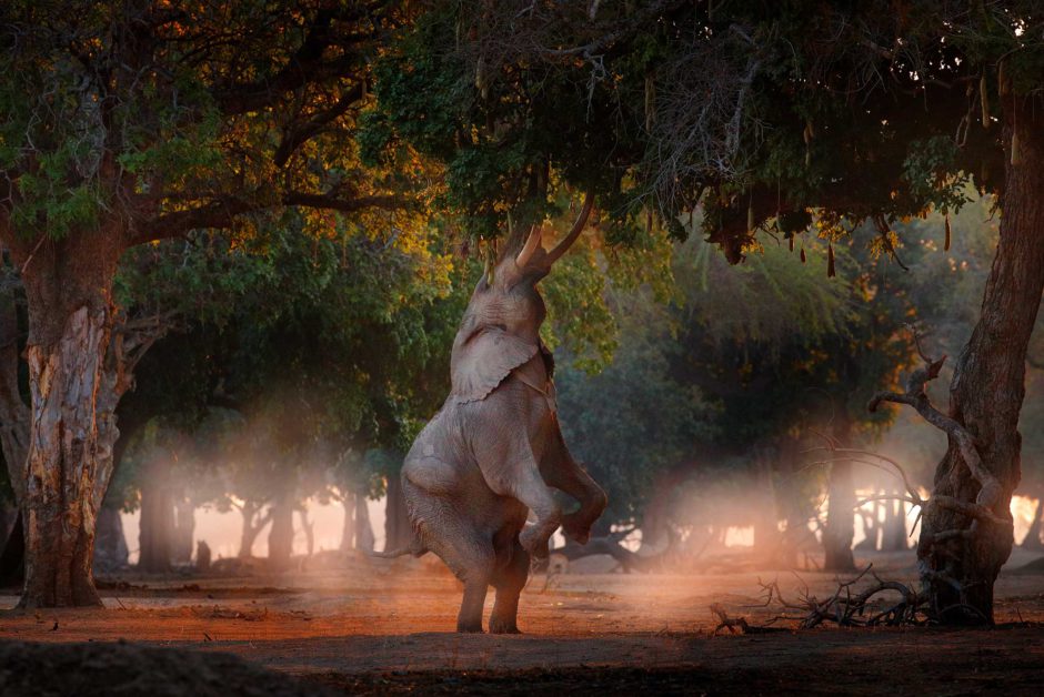 Ein Elefant trotzt der Schwerkraft im Mana Pools Nationalpark