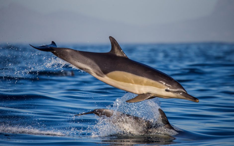 Nous aimons faire du kayak parmi les dauphins au Cap