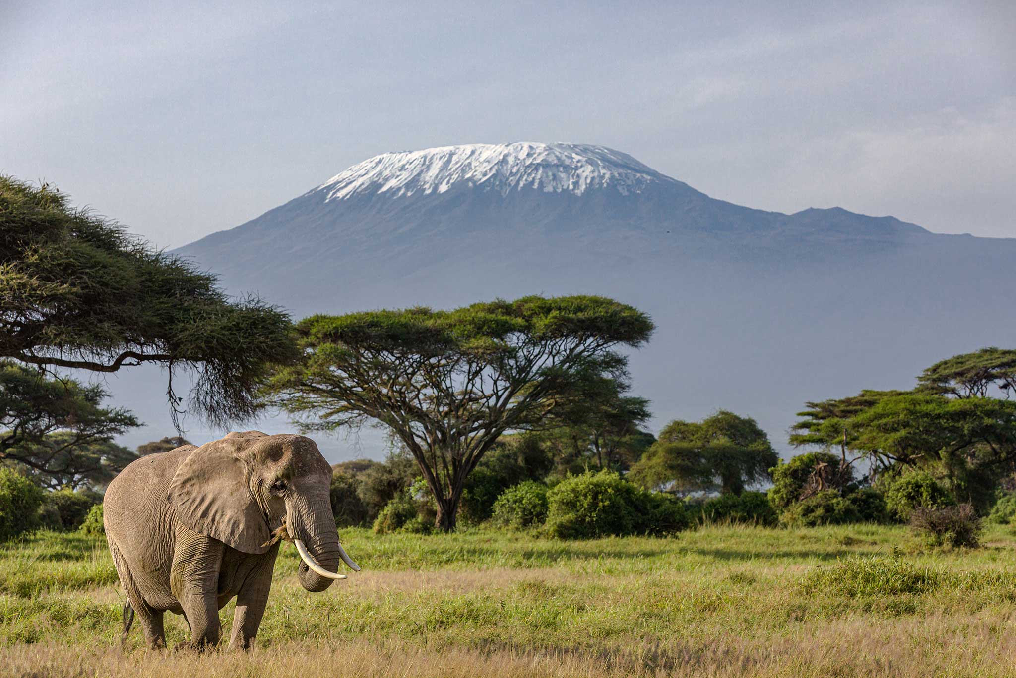 Elephant grazing in Amboseli National Park